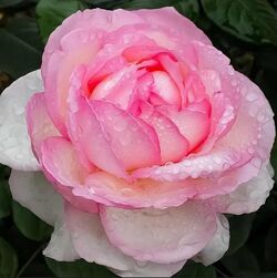 Роза чайно-гибридная Оноре де Бальзак (Франция) 4л